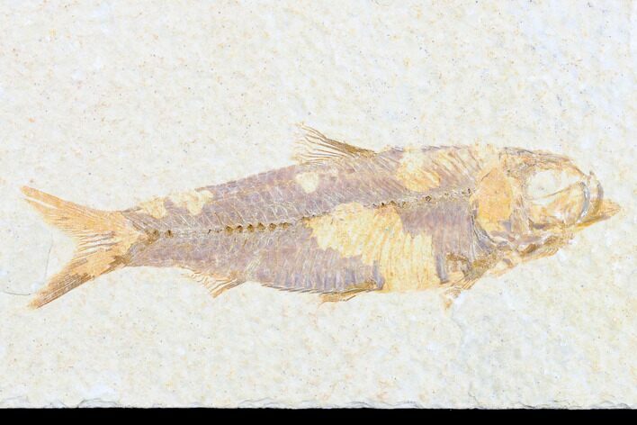 Detailed Fossil Fish (Knightia) - Wyoming #173749
